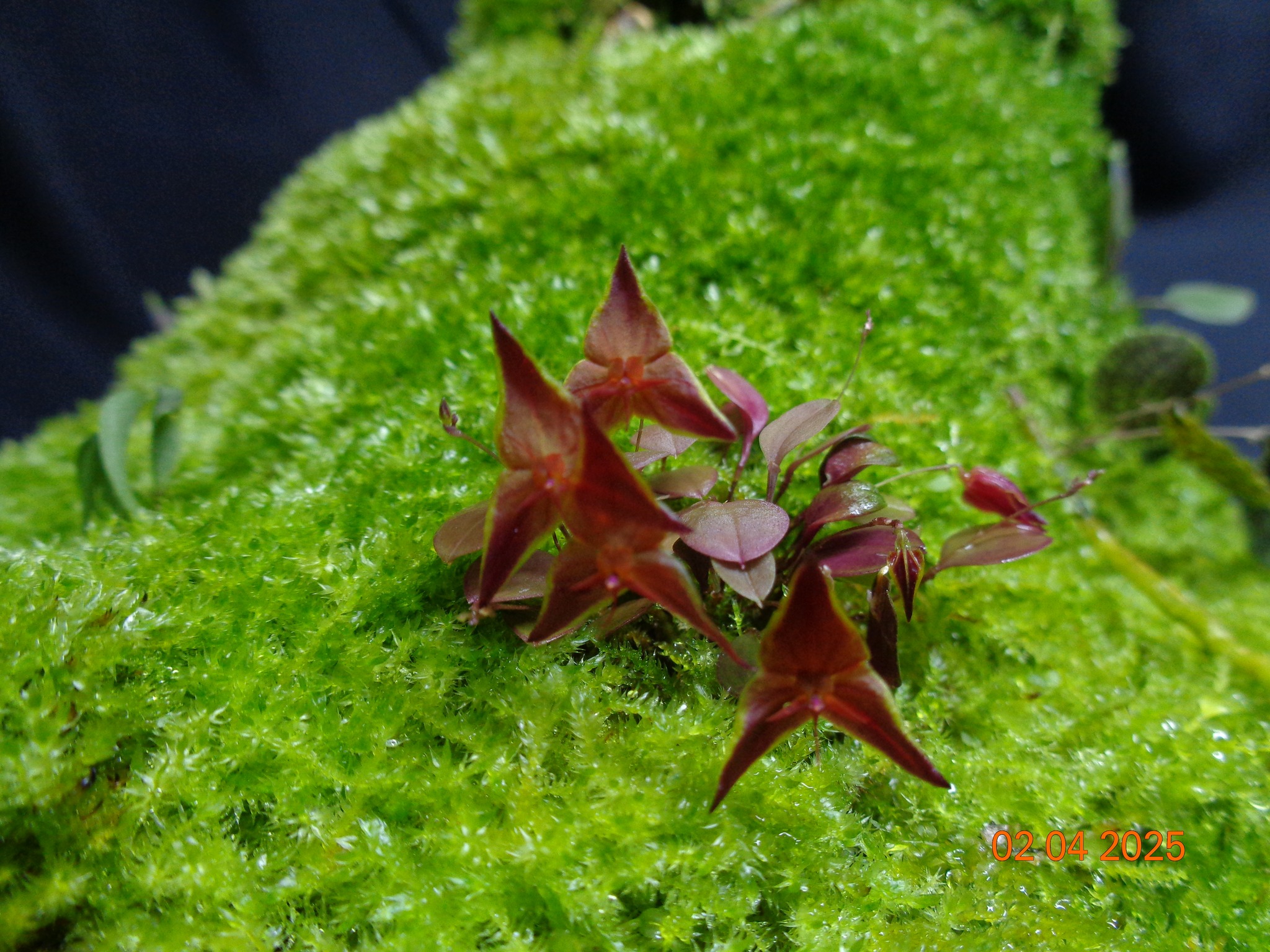 Lepanthes golondrina