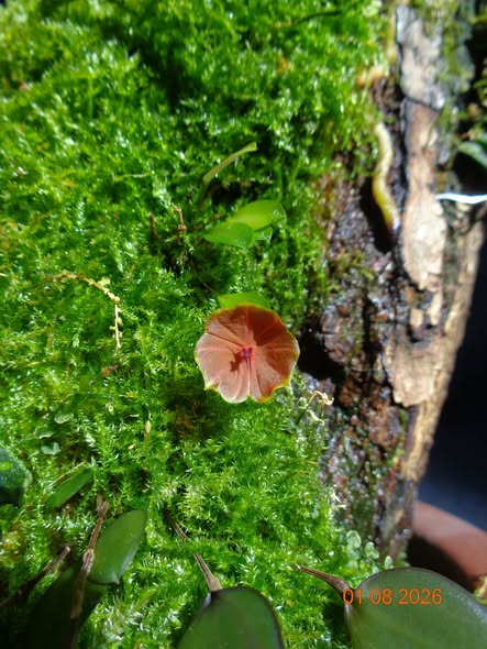 Lepanthes telipogoniflora