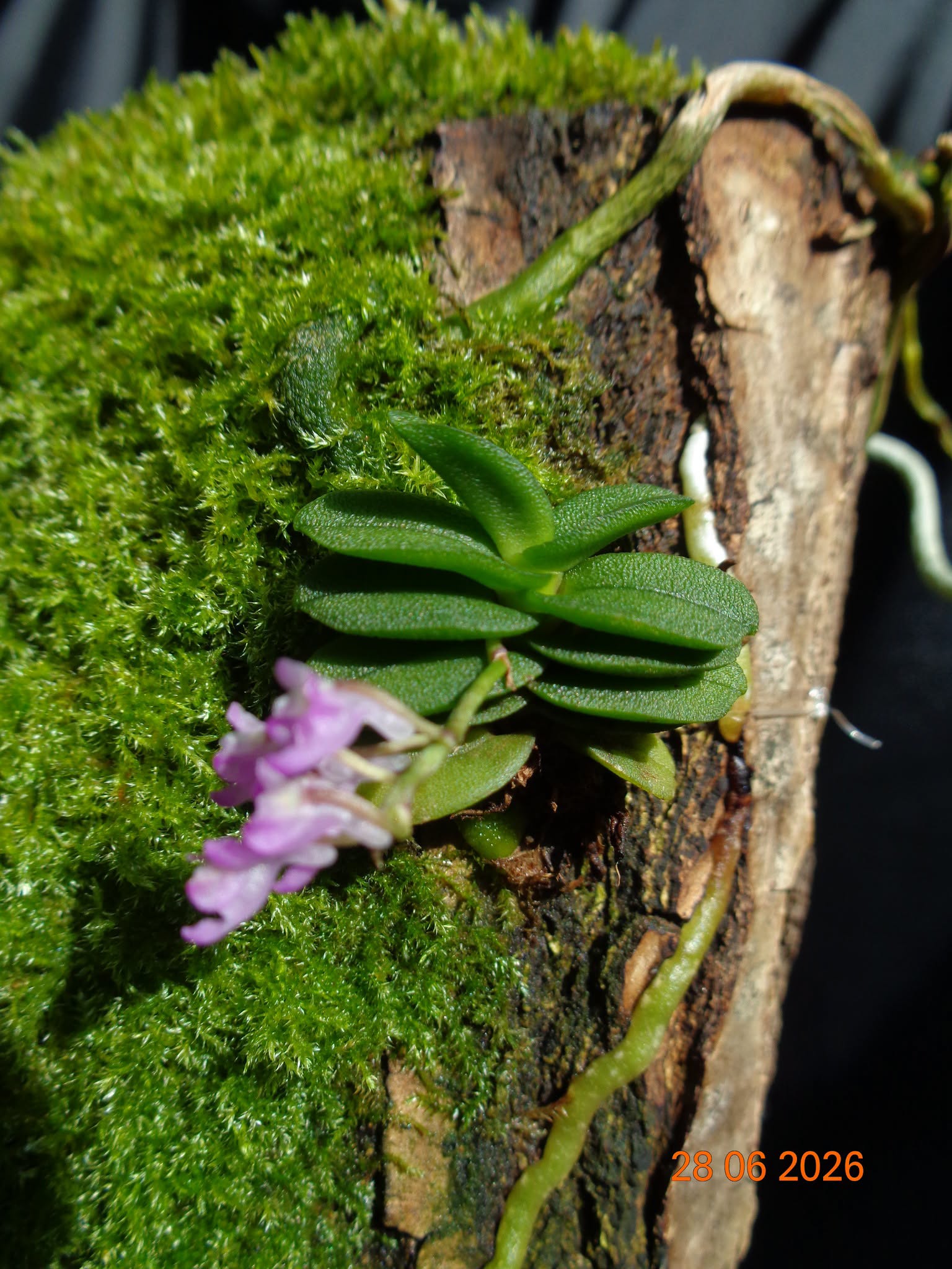 Schoenorchis fragrans