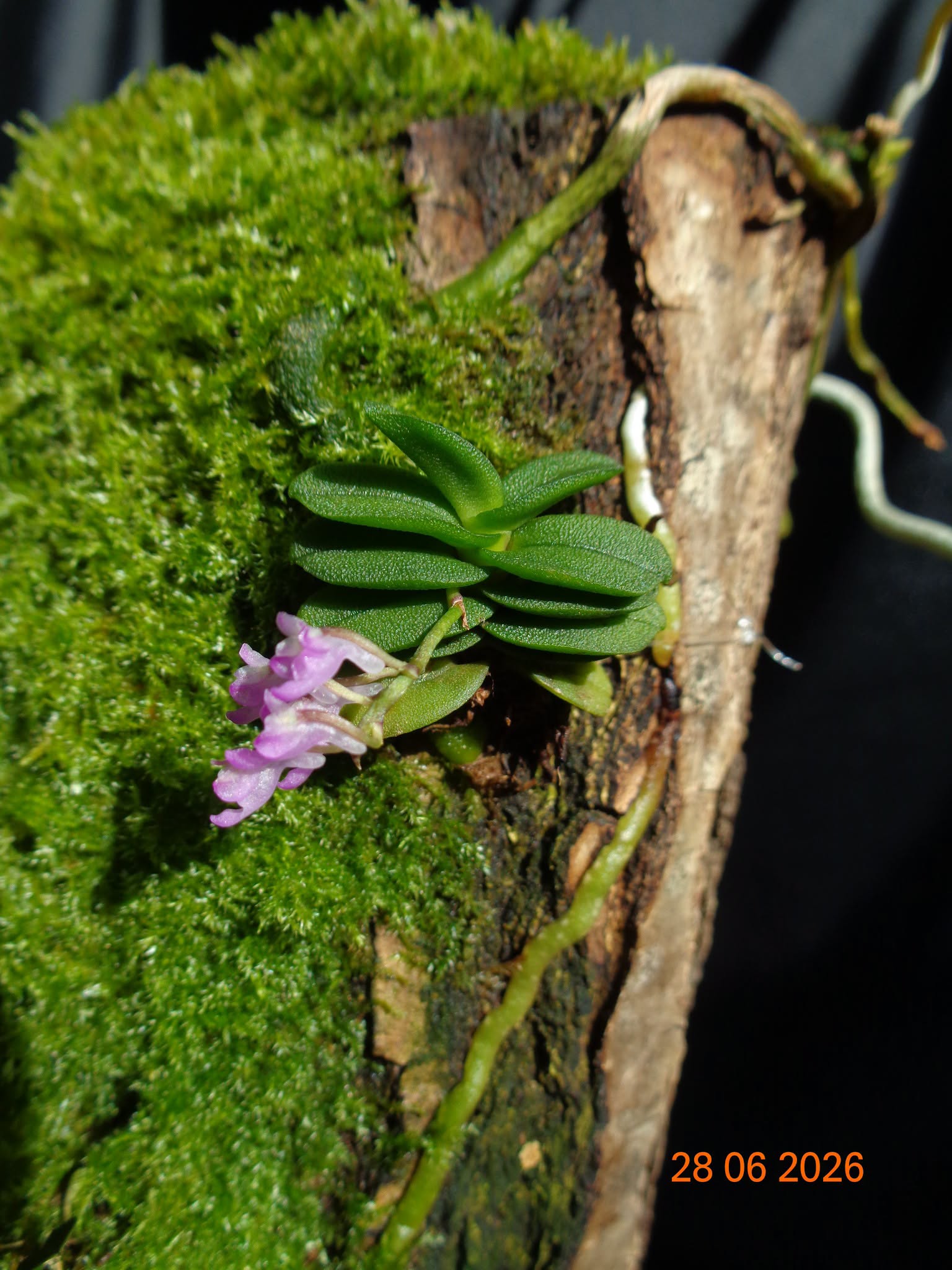 Schoenorchis fragrans