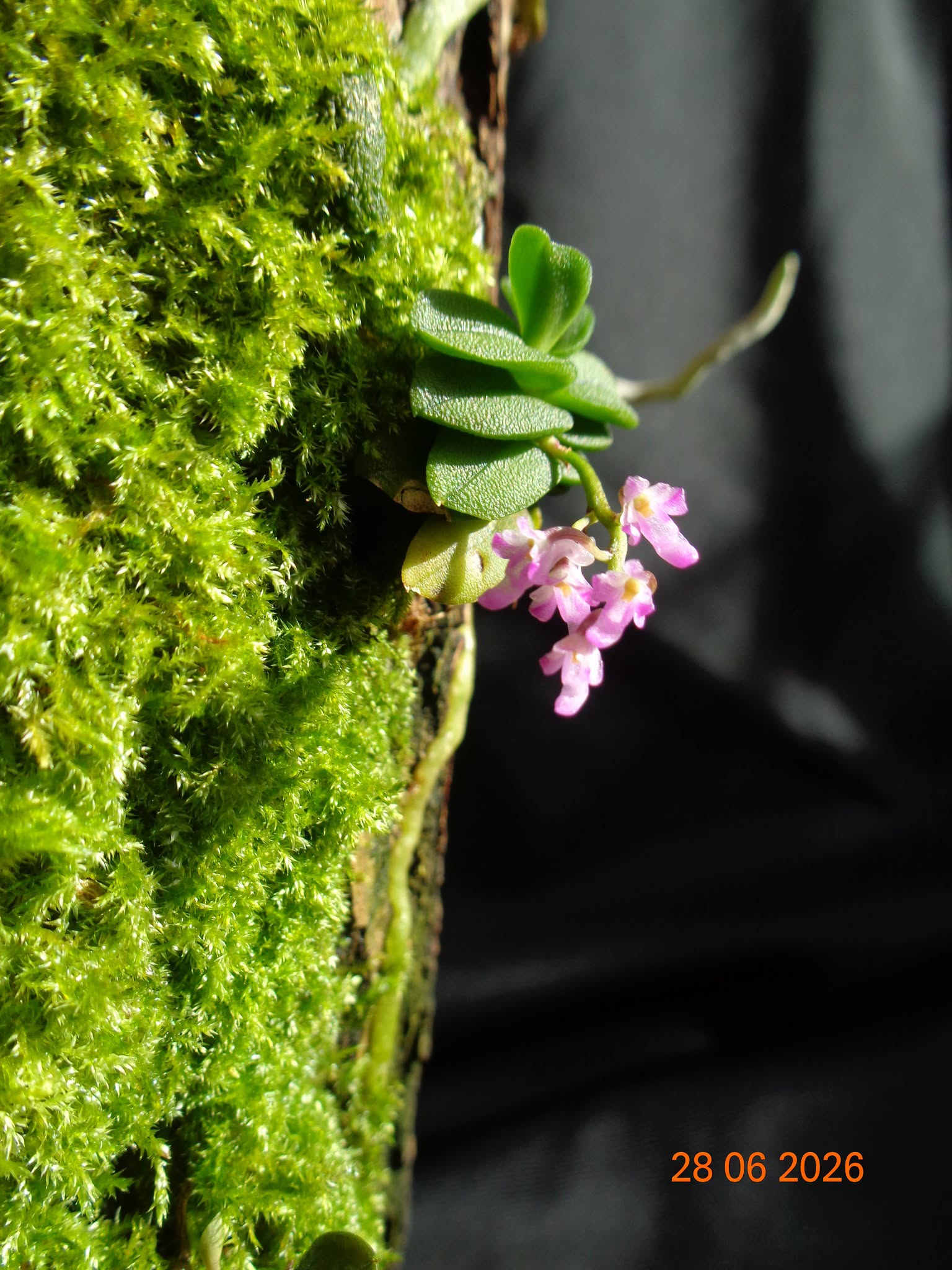 Schoenorchis fragrans