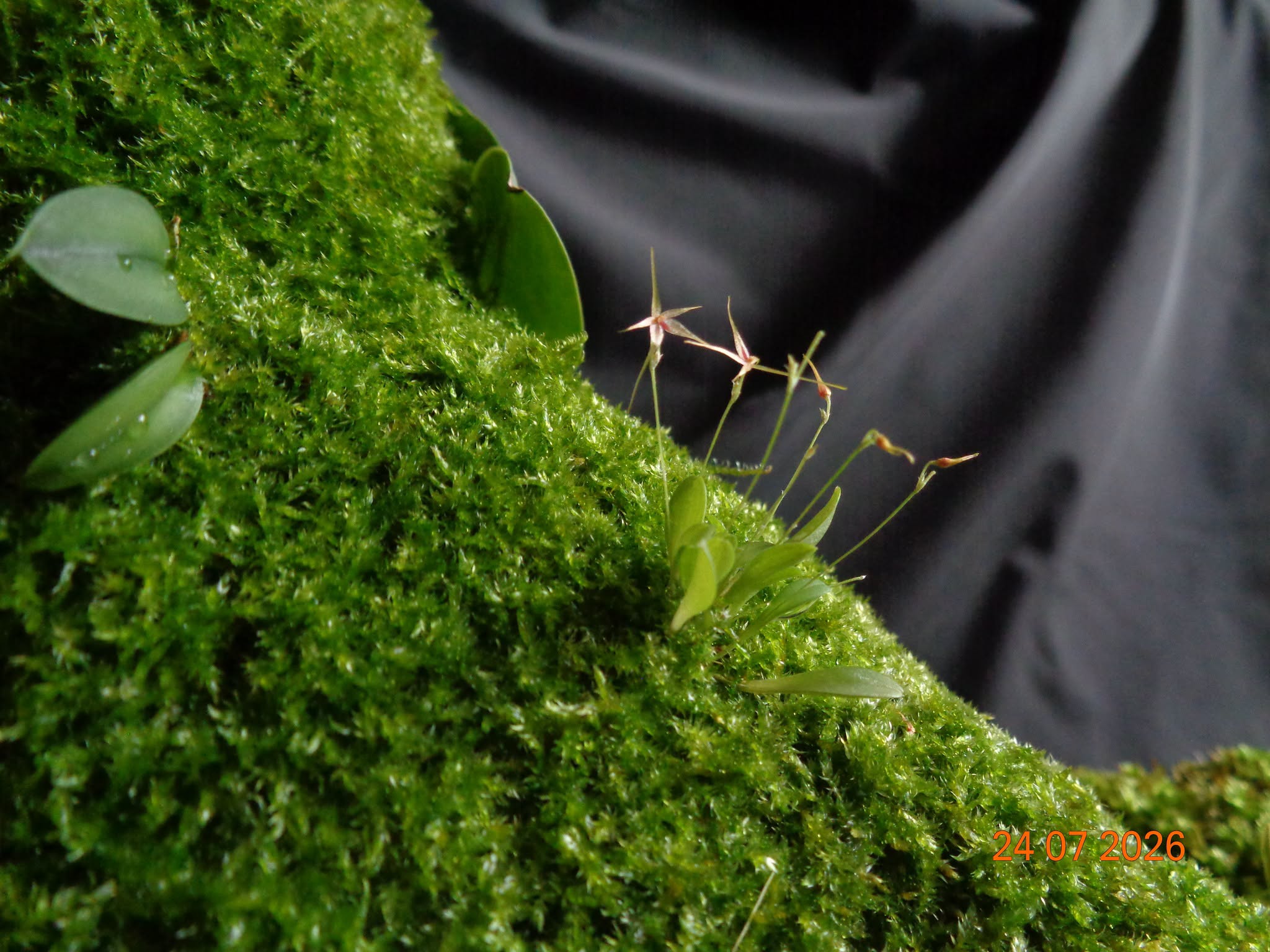 Platystele caudatisepala