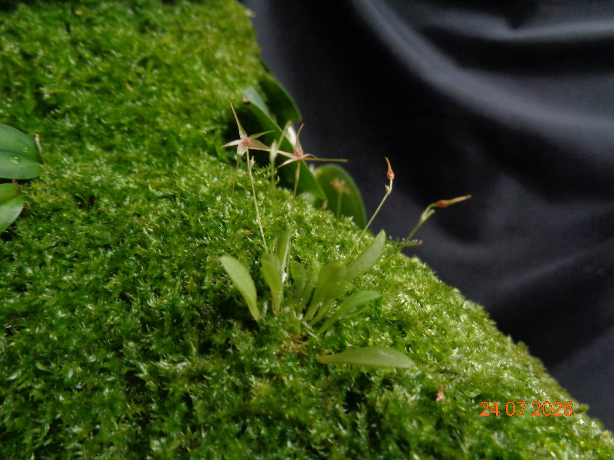 Platystele caudatisepala