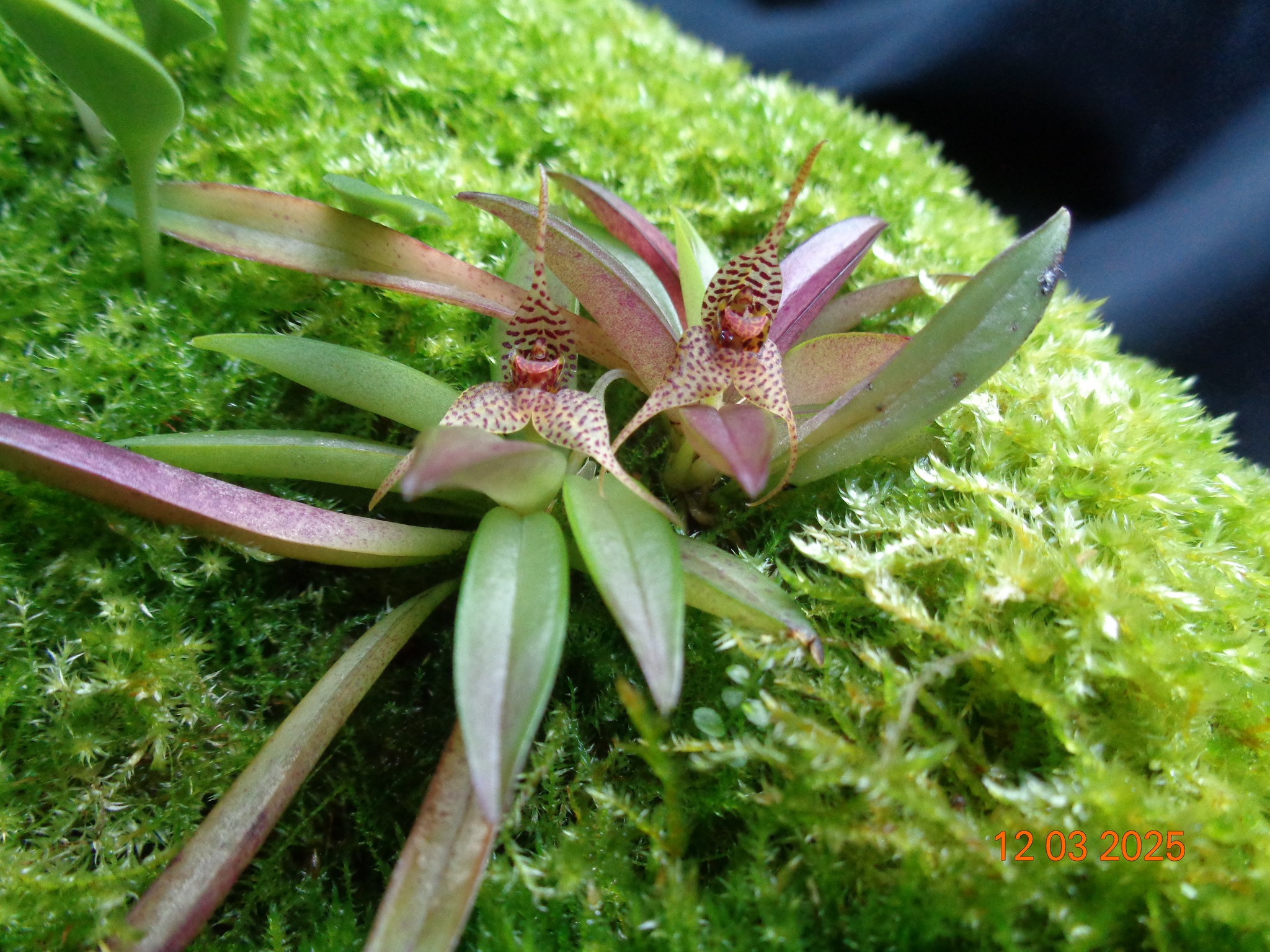 Dryadella zebrina