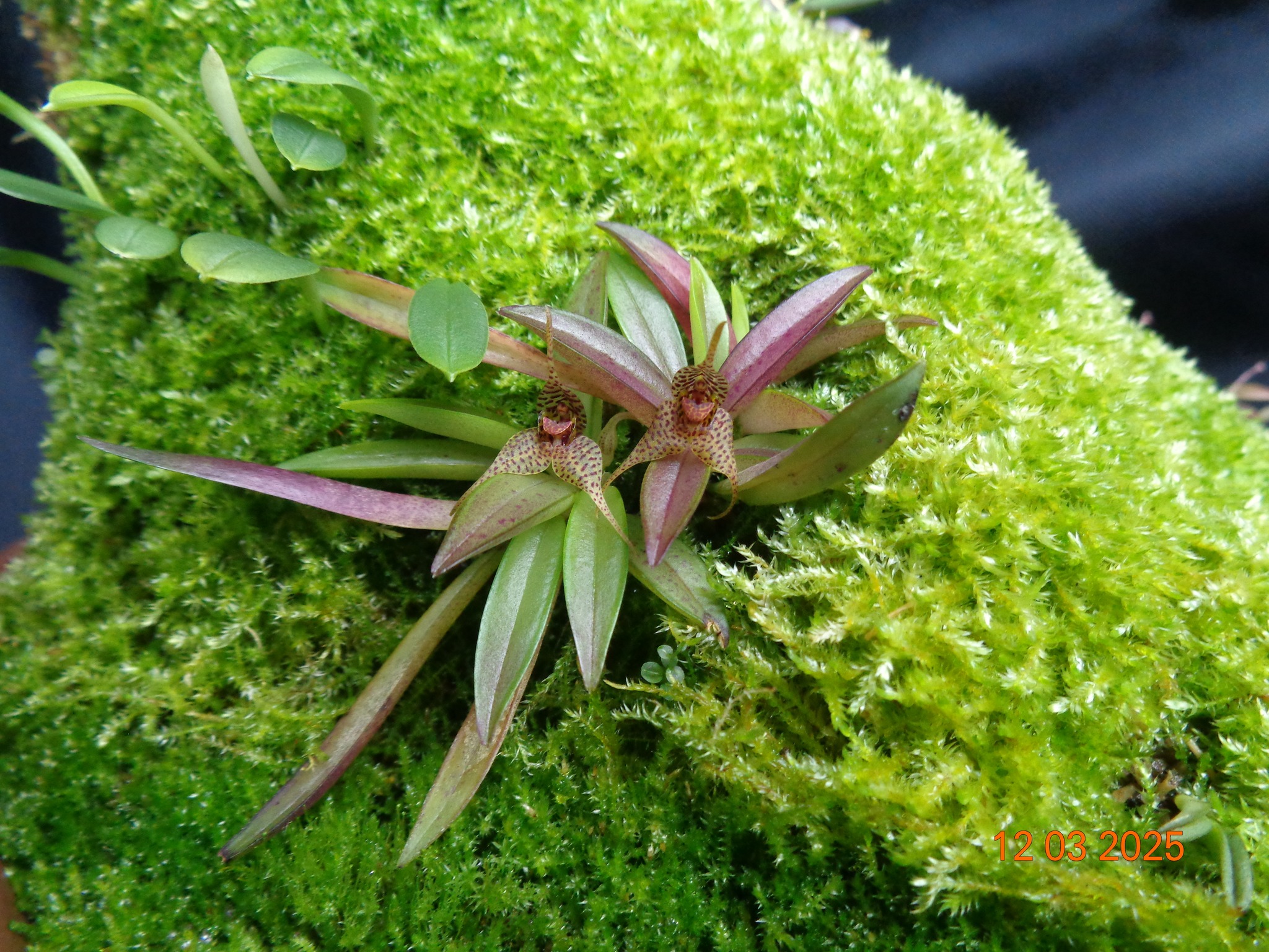 Dryadella zebrina