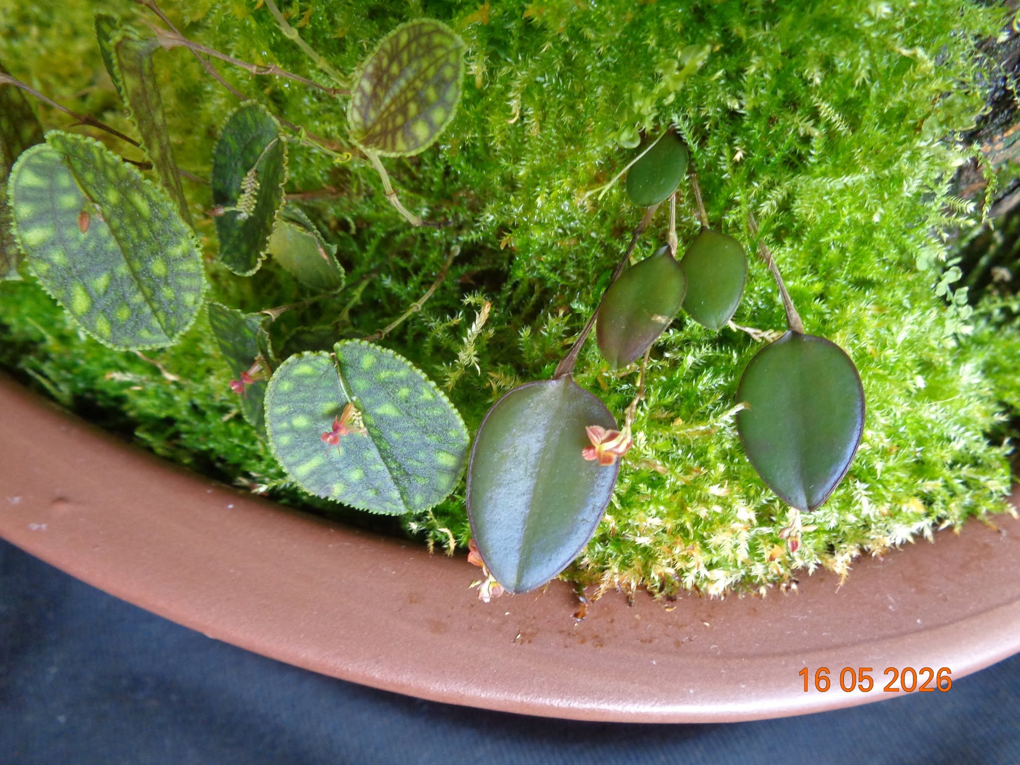 Lepanthes calodictyon та Lepanthes tracheia