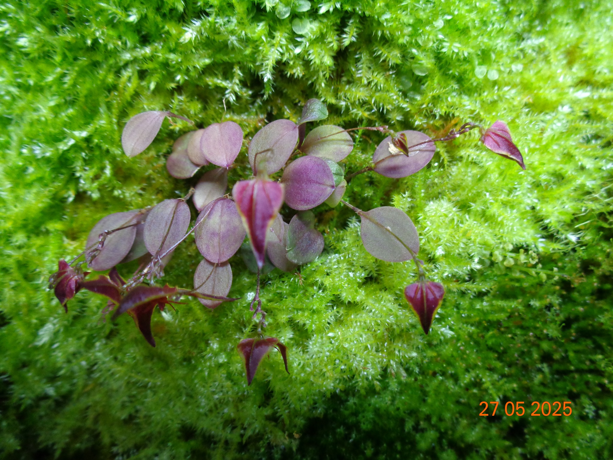 Lepanthes golondrina