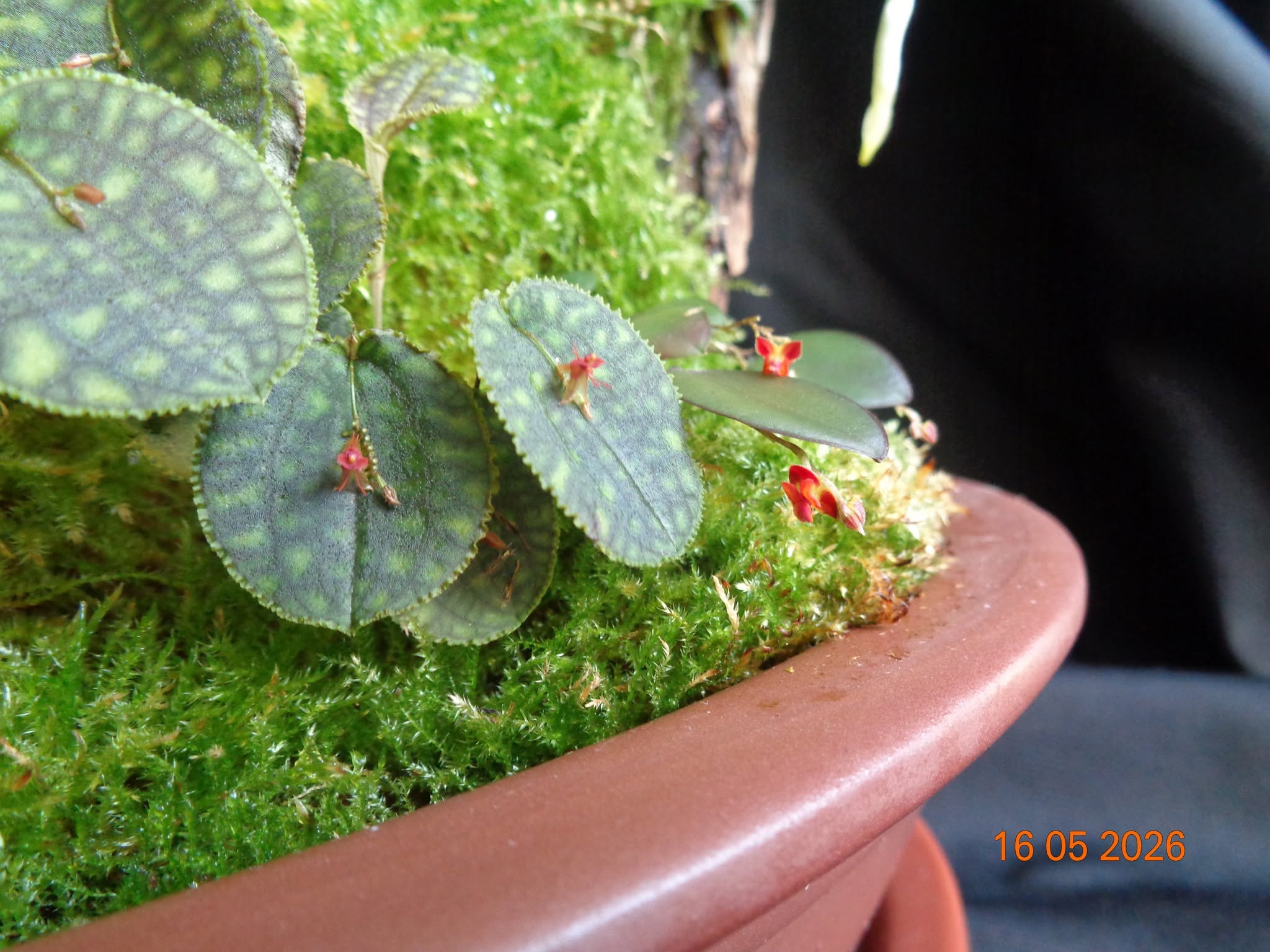Lepanthes calodictyon та Lepanthes tracheia