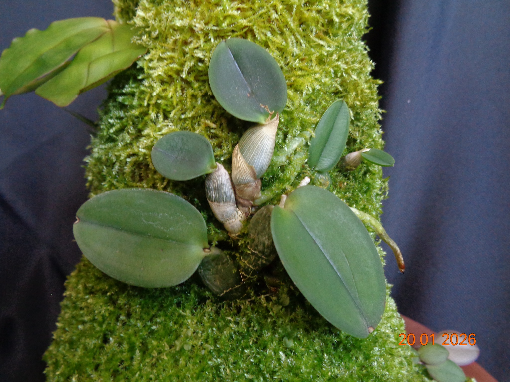 Sophronitis (Cattleya)  cernua