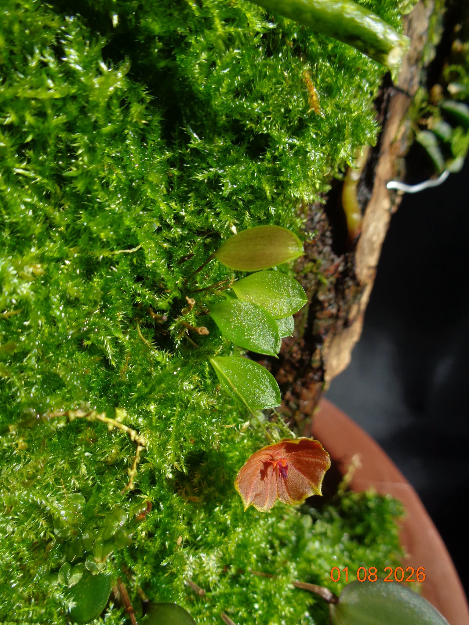 Lepanthes telipogoniflora