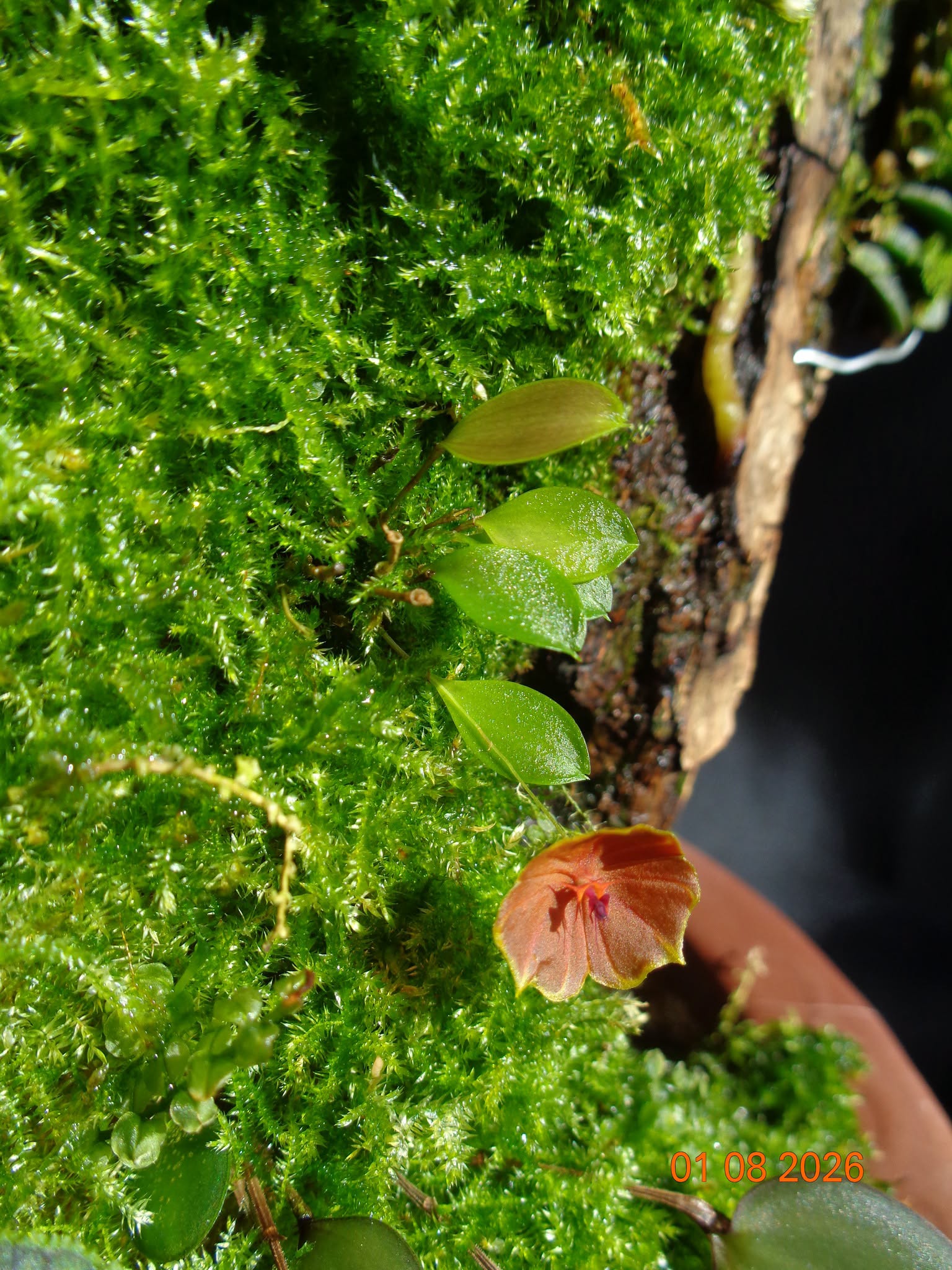 Lepanthes telipogoniflora