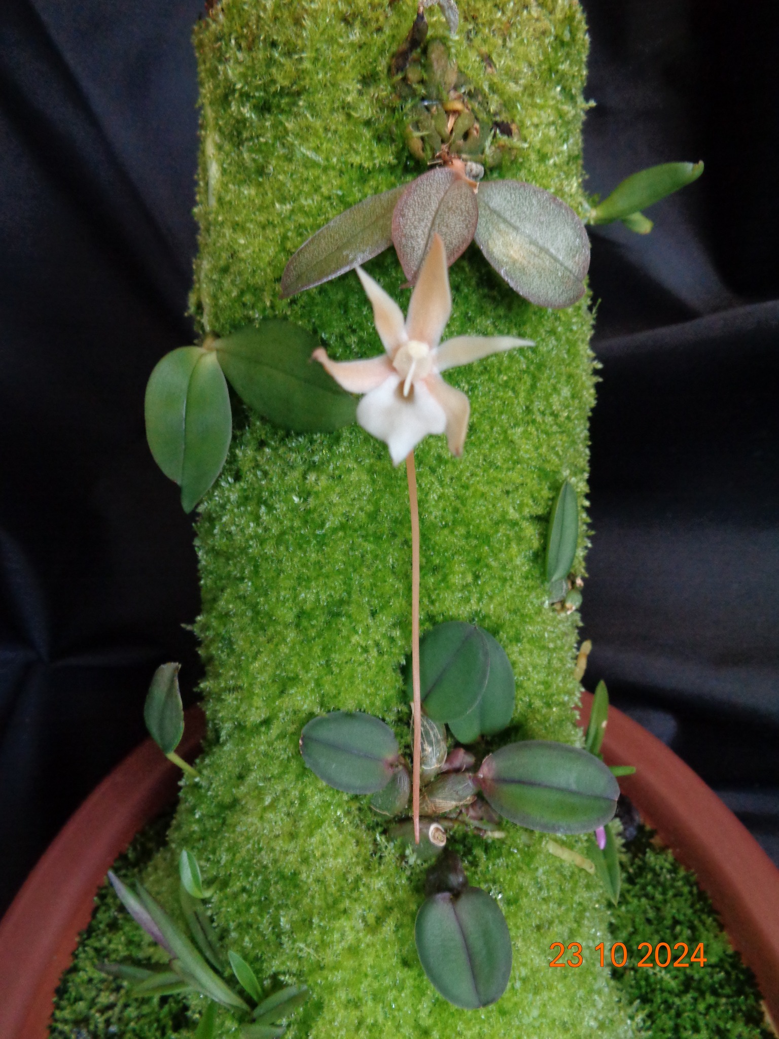 Aerangis punctata