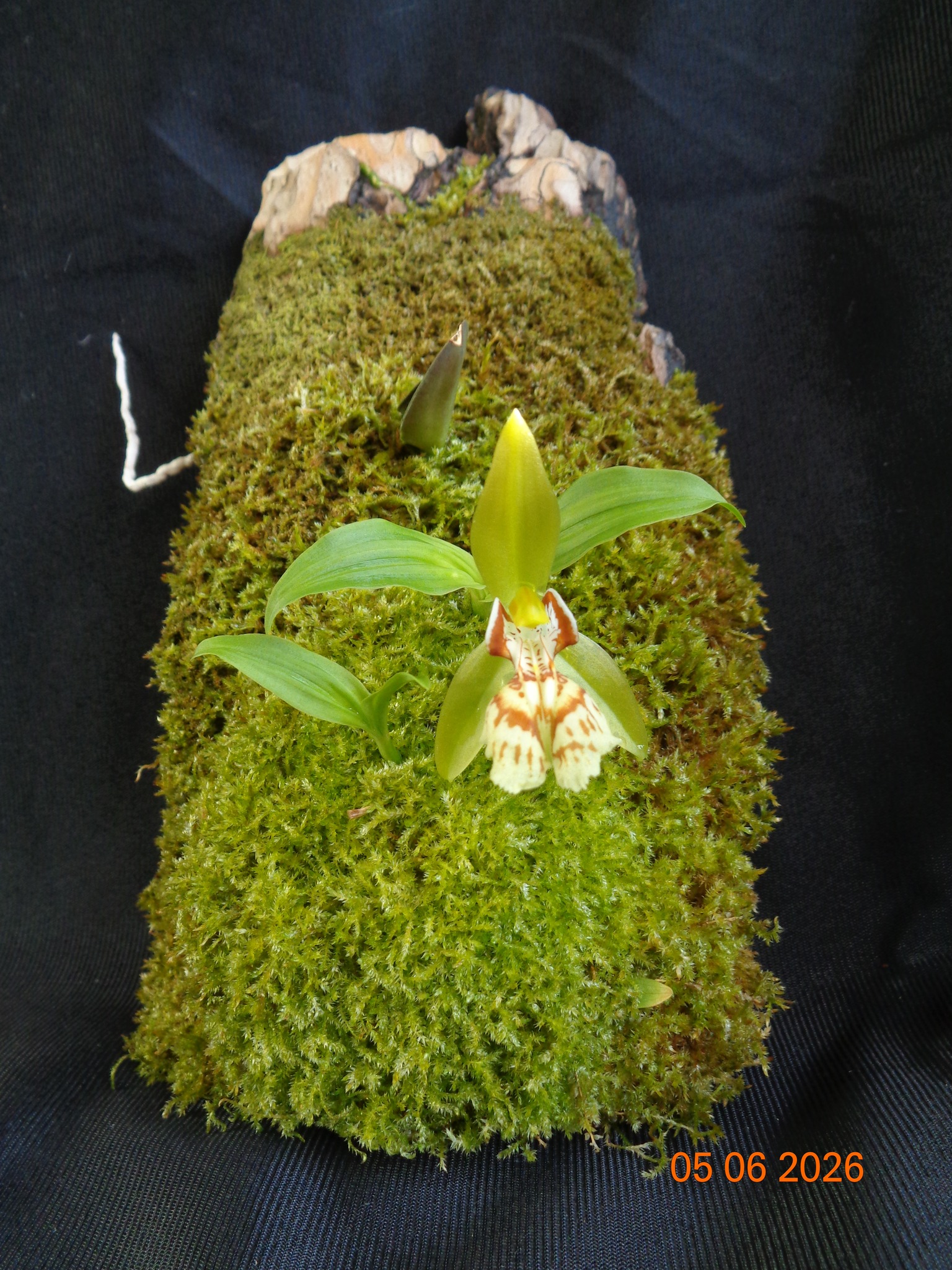 Coelogyne schilleriana