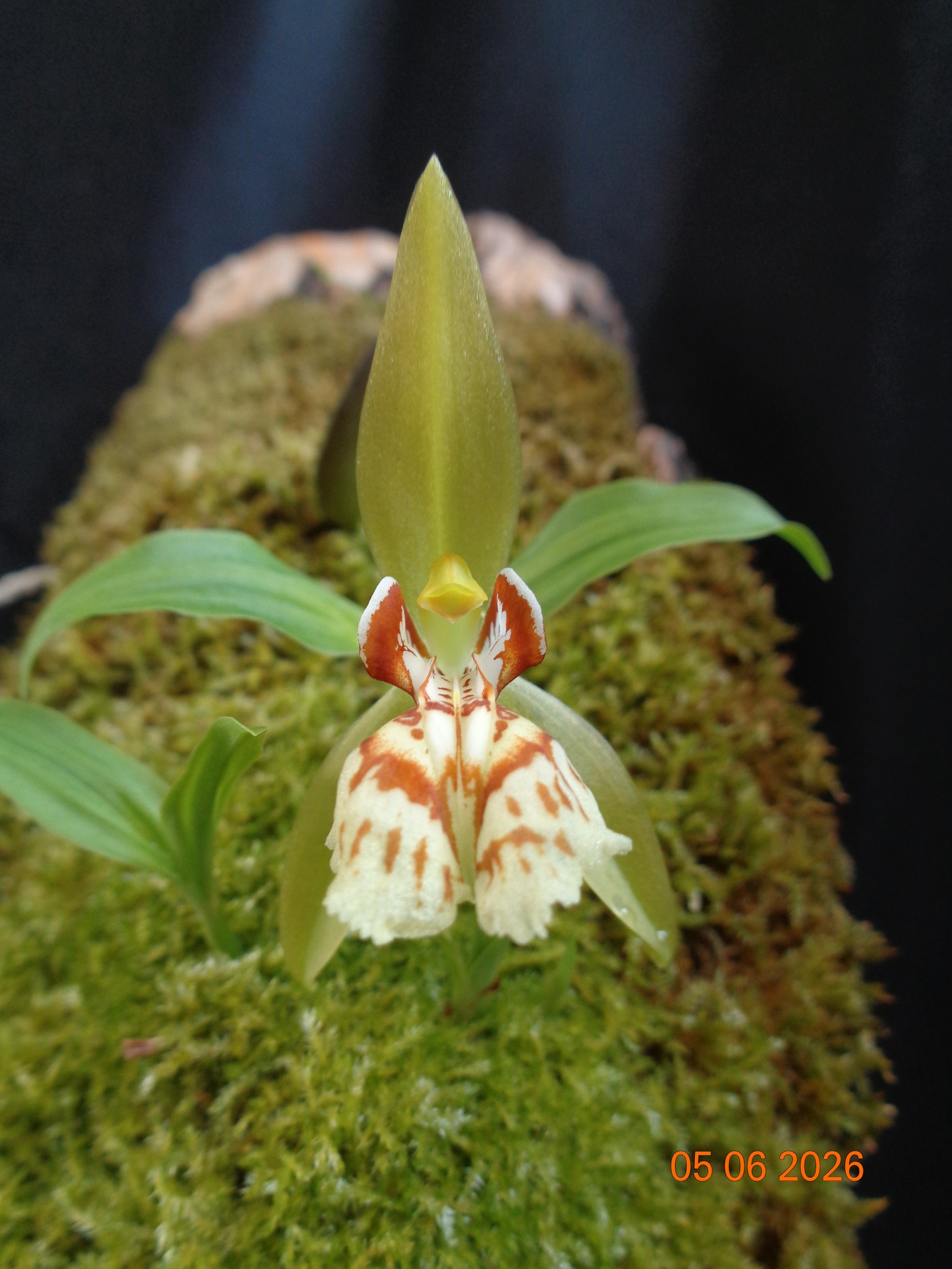 Coelogyne schilleriana