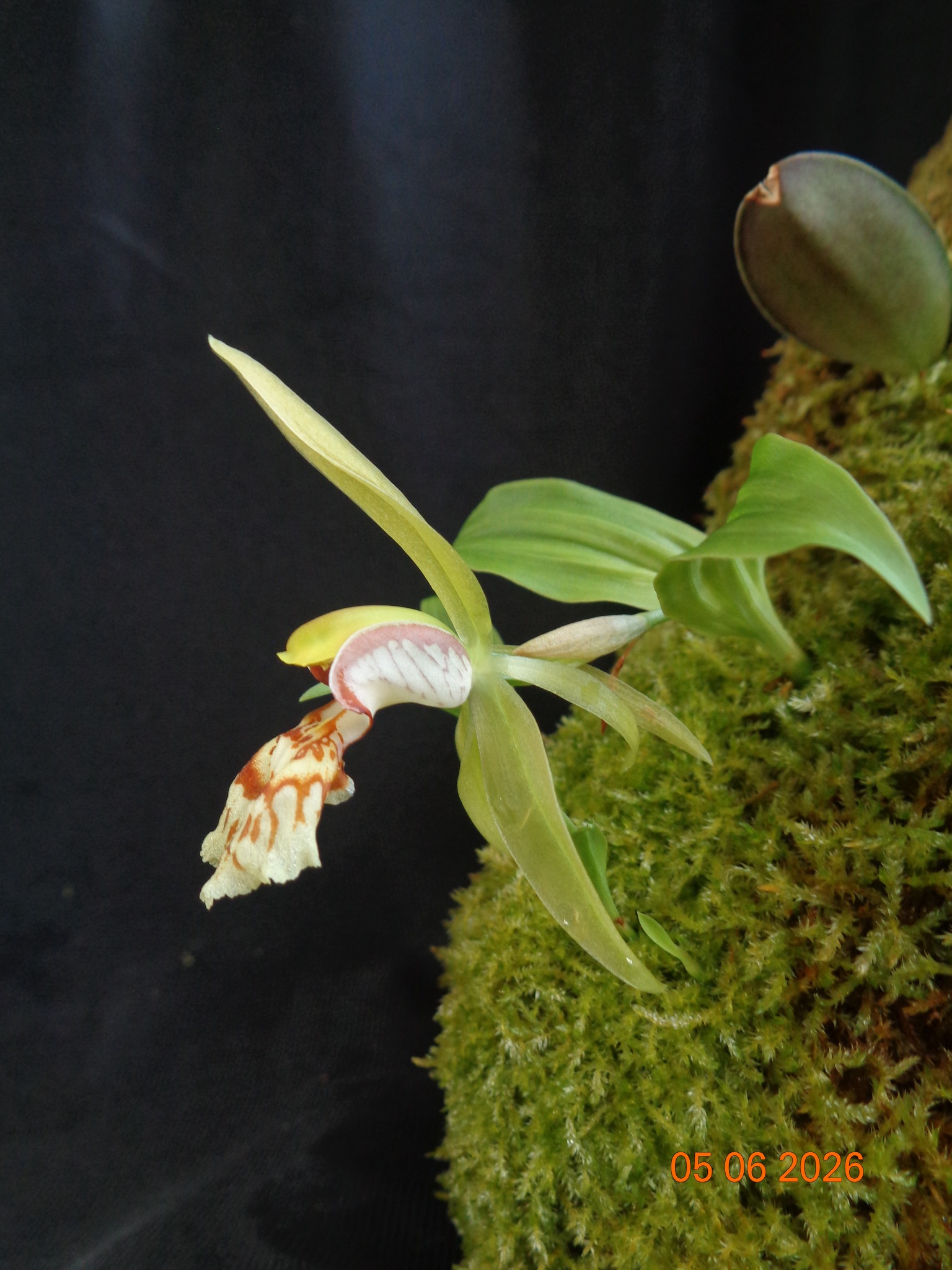 Coelogyne schilleriana