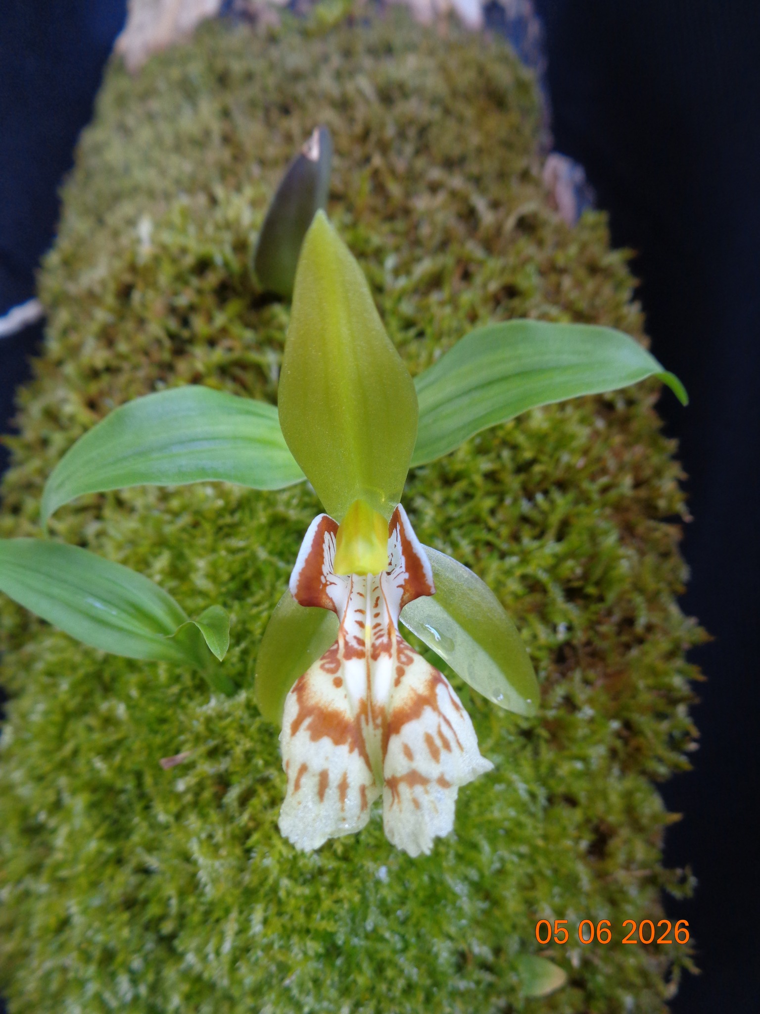 Coelogyne schilleriana
