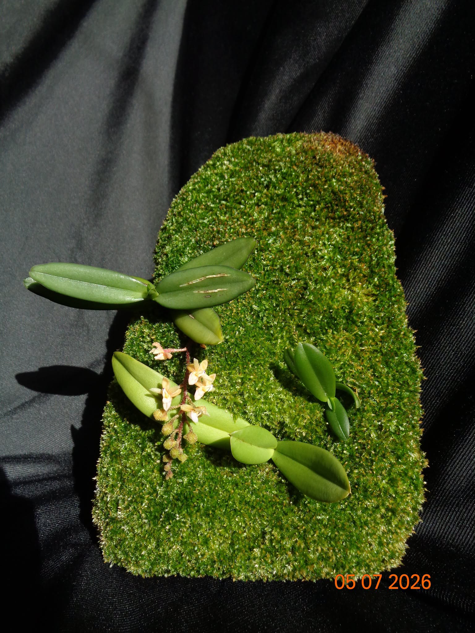 Stereochilus erinaceus