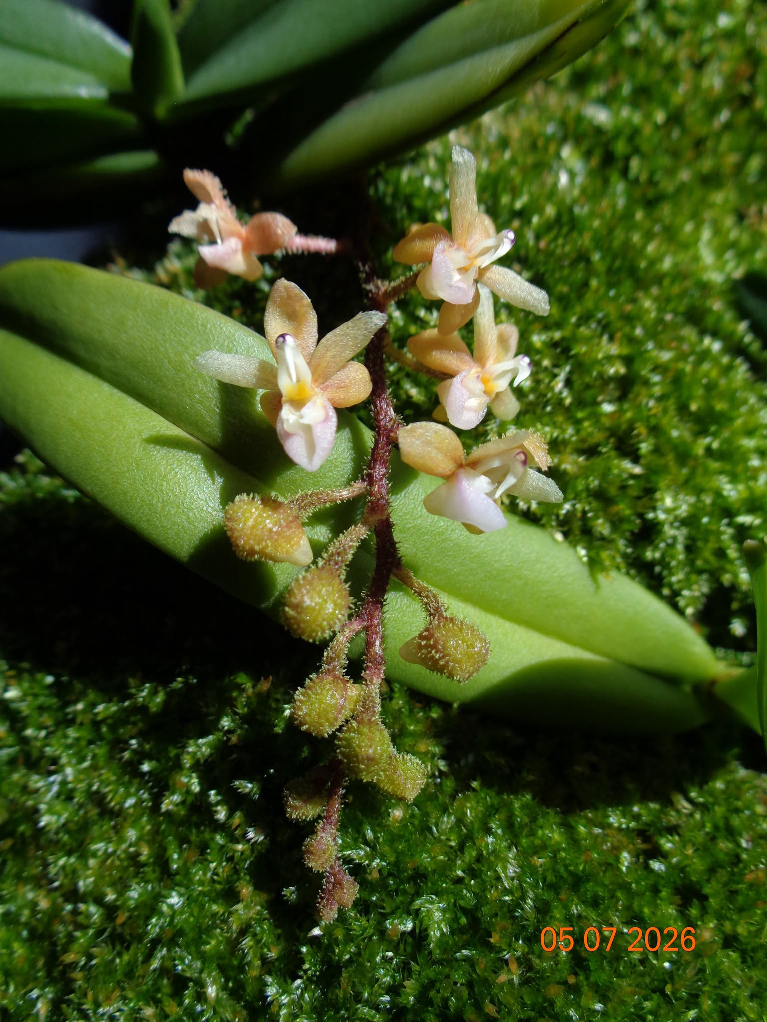 Stereochilus erinaceus