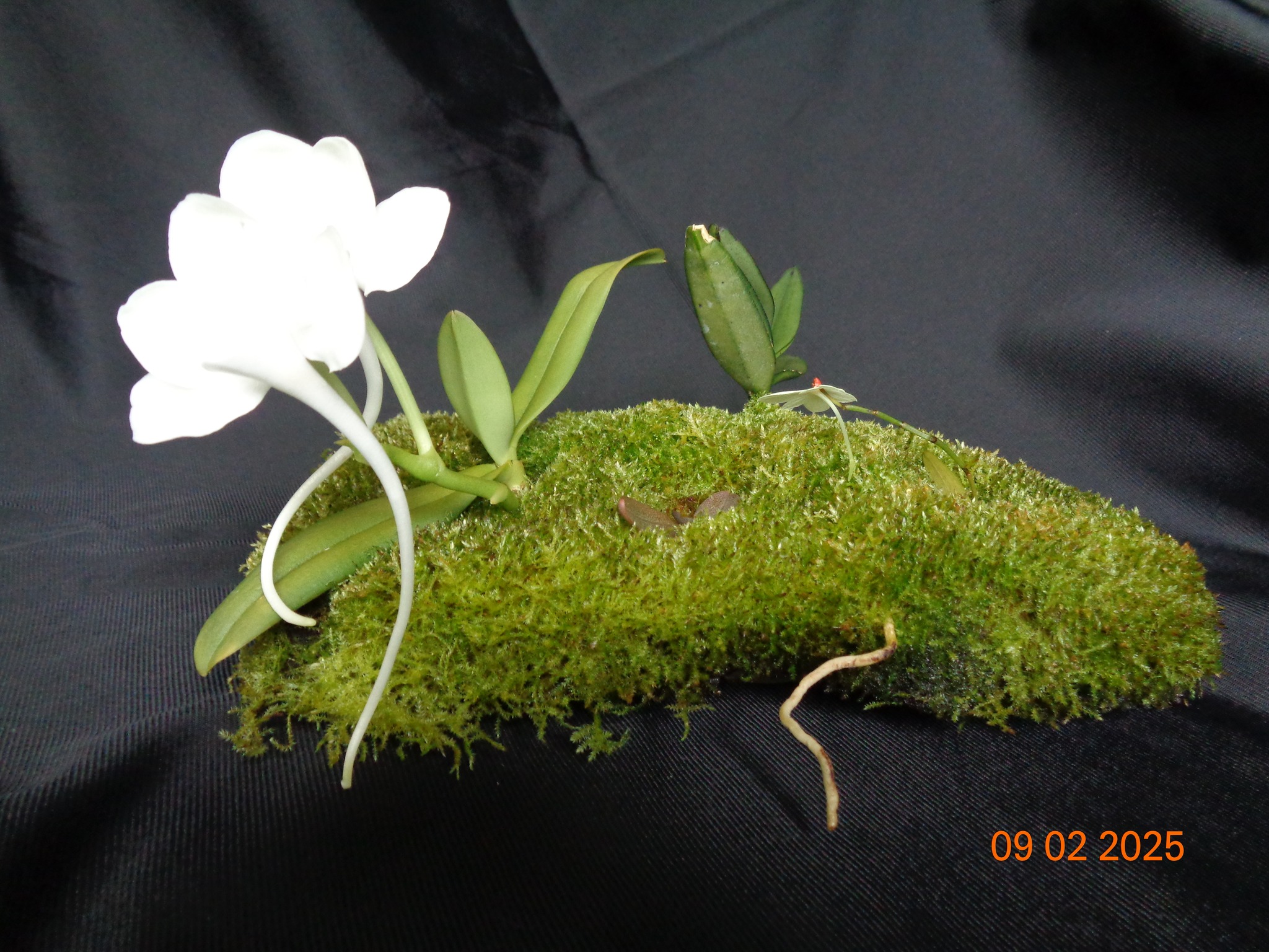 Amesiella monticola