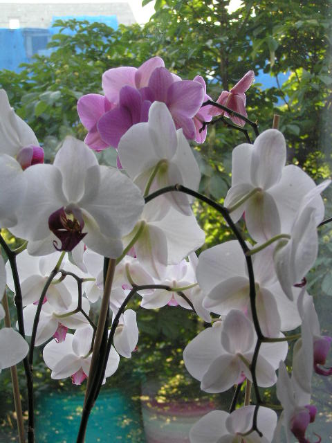 P1020031.JPG