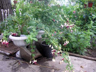 -парасол111.jpg
