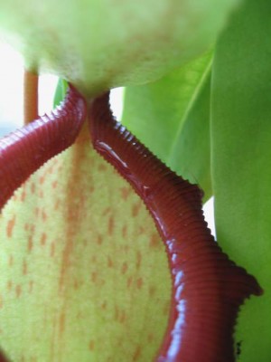 N. ventricosa.JPG