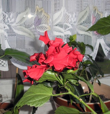 Этот первым порадовал, но я пропустила раскрытие