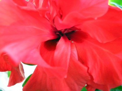 Это уже второй цветок, прямо рядом с первым, на одной веточке был