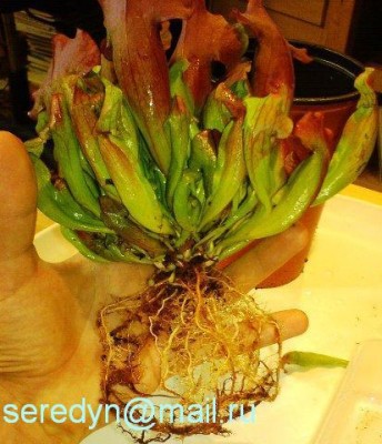 Sarracenia leucophylla x purpurea_2.JPG