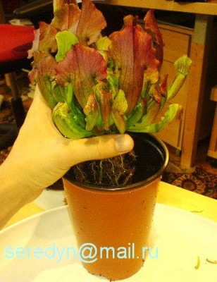 Sarracenia leucophylla x purpurea_3.JPG