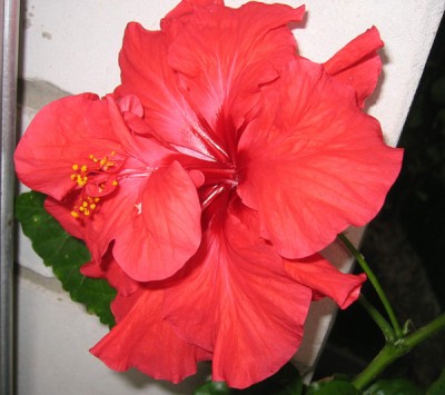 Hibiscus.jpg