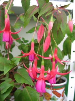 IMG_1726.jpg