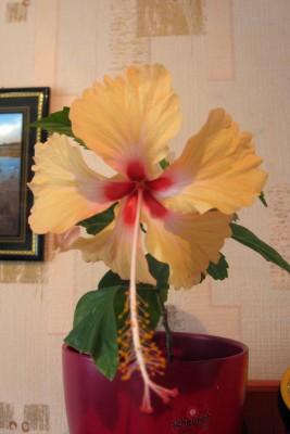 вот такой у него натуральный цвет. Нежноперсиковый.