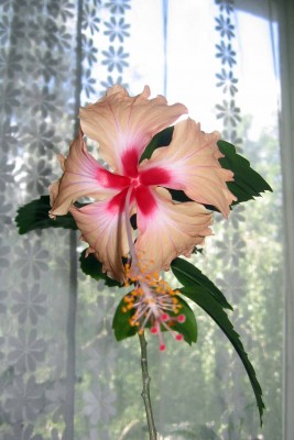 так он цвел первым цветочком