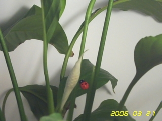 PICT0098.jpg