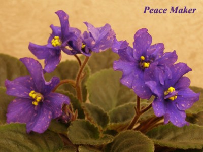 PeaceMaker.jpg