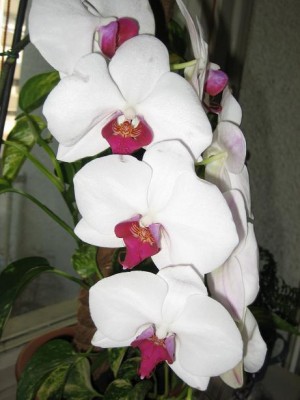 IMG_3539.JPG