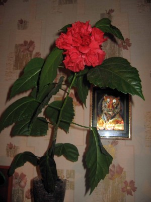 Во весь рост