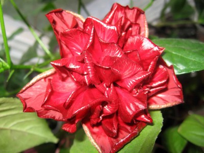 Такие были его первые два цветка. Такими и опадали...