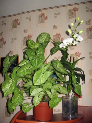 На этой фотке видно соотношение размера этих растюх.