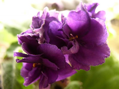P1010001-.jpg