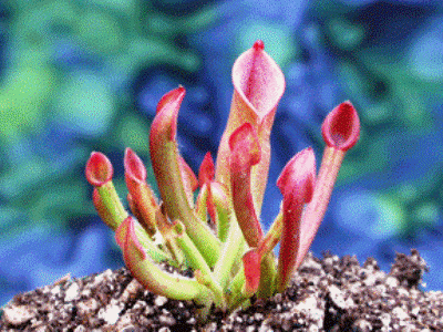 Heliamphora с молодыми кувшинами.gif