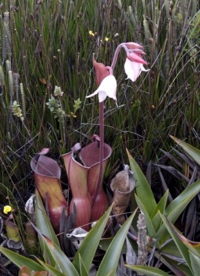 Heliamphora1.jpg