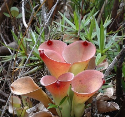 Heliamphora2.jpg