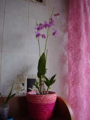 P2070041.JPG