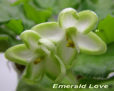 EmeraldLove1.jpg