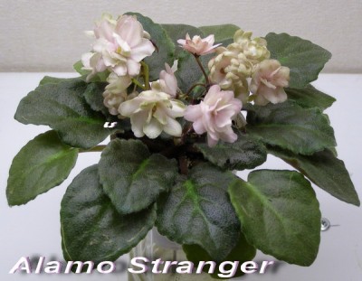 AlamoStranger.jpg