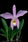 Laelia jongheana