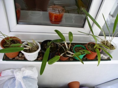 Слева-направо лелии: lundii, speciosa, tenebrosa, pumila, dayana, purpurata, harpophylla