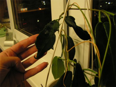 PICT0068_sm.jpg
